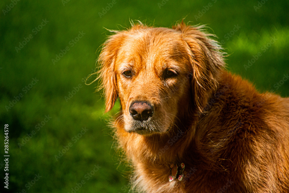golden retriever portrait of a dog golden retriever portrait of a dog