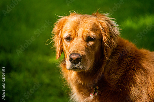 golden retriever portrait of a dog