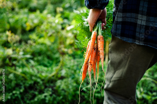 Bunch of freshly picked homegrown organic carrot in men's farmer hand on a vegetable garden close-up with copy space.Rustic style.Healthy food concept.Horizontal orientation