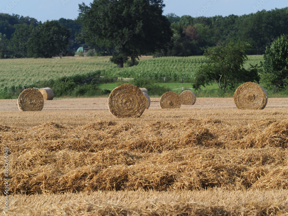 Weizen, Strohernte, grosse Rundballen auf dem Feld
