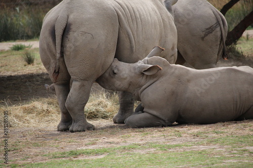 allaitement rhino