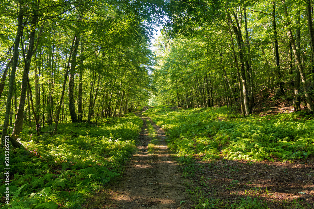 Obraz premium Pathway through the woods during the summer