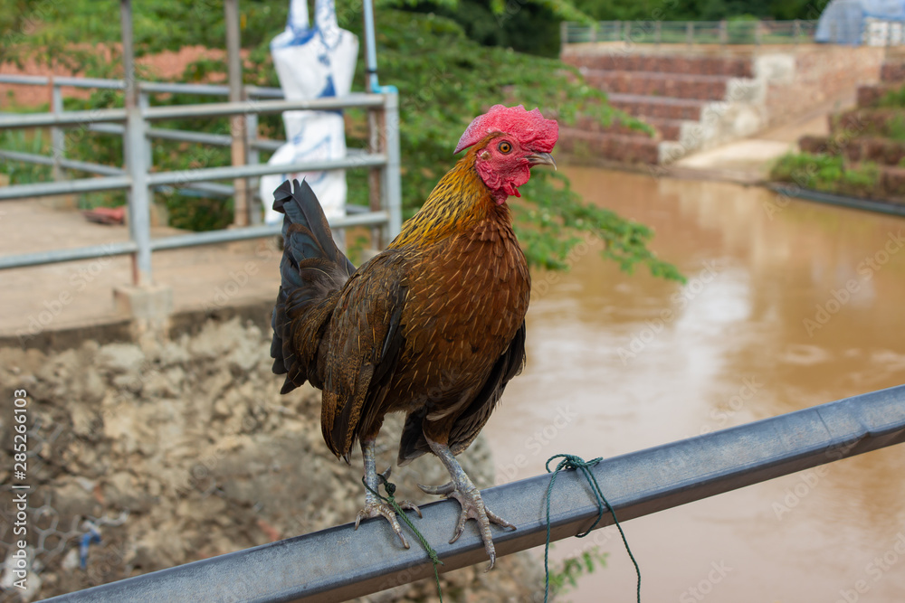 Fototapeta premium rooster and hen
