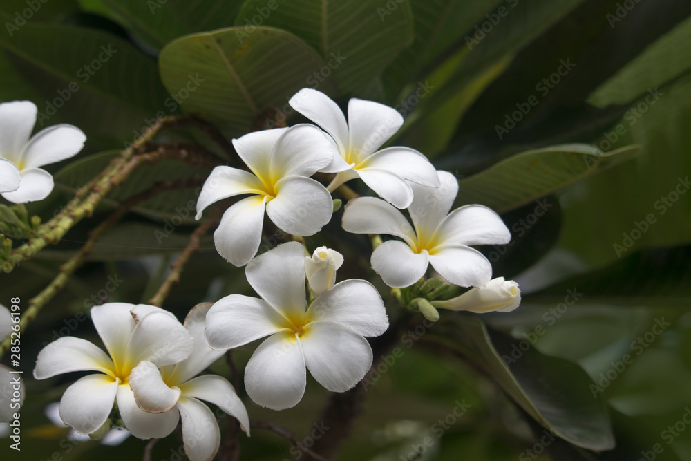 White Plumeria flowers are blooming on the tree White Plumeria flowers are blooming on the tree