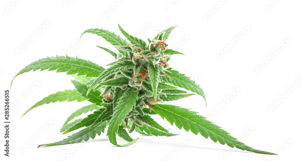 Fresh Medical marijuana isolated on white background. Therapeutic and medicinal cannabis - obrazy, fototapety, plakaty 