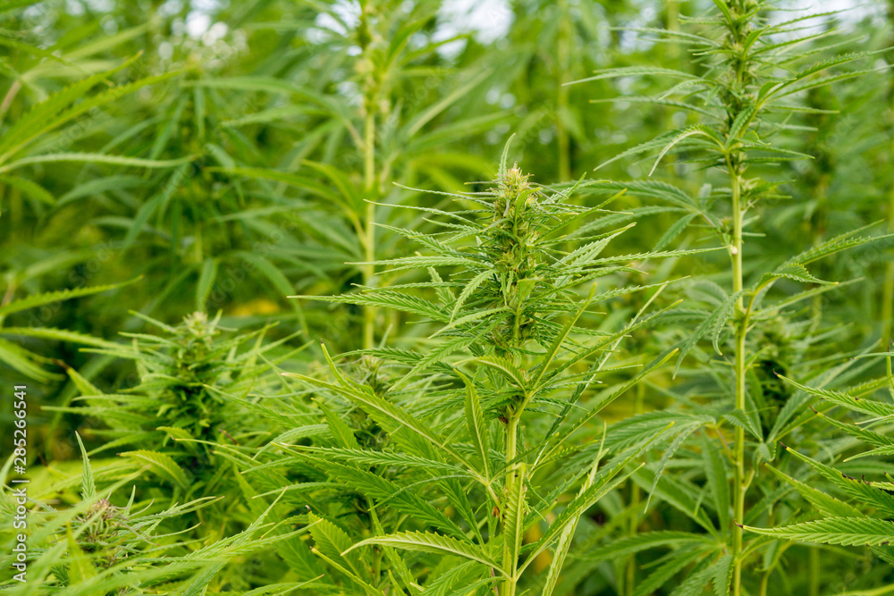 canabis on marijuana field ganja farm sativa leaf weed medical hemp hash plantation cannabis legal or illegal drug canabis on marijuana field ganja farm sativa leaf weed medical hemp hash plantation cannabis legal or illegal drug