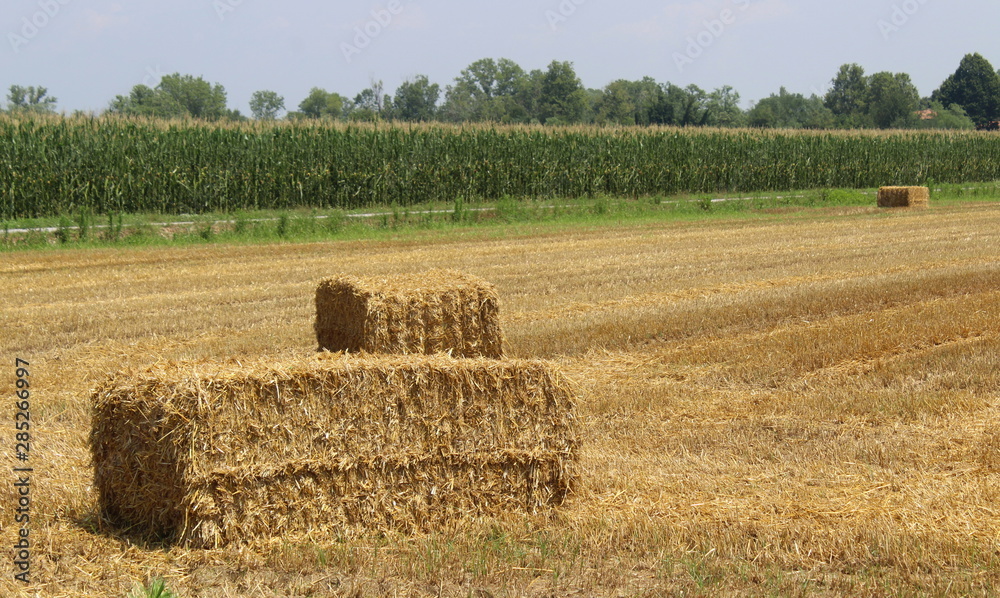 Balle di fieno - agricoltura in campagna