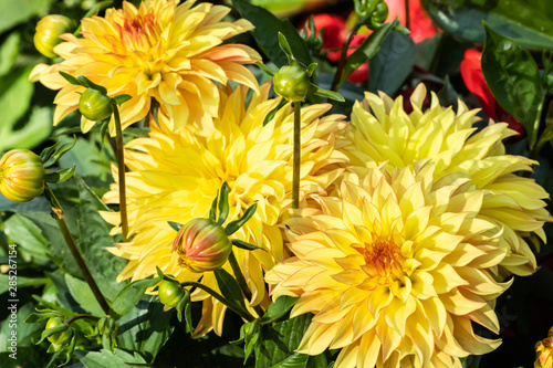 Beautiful yellow dahlia Lake Ontario flowers in summer garden