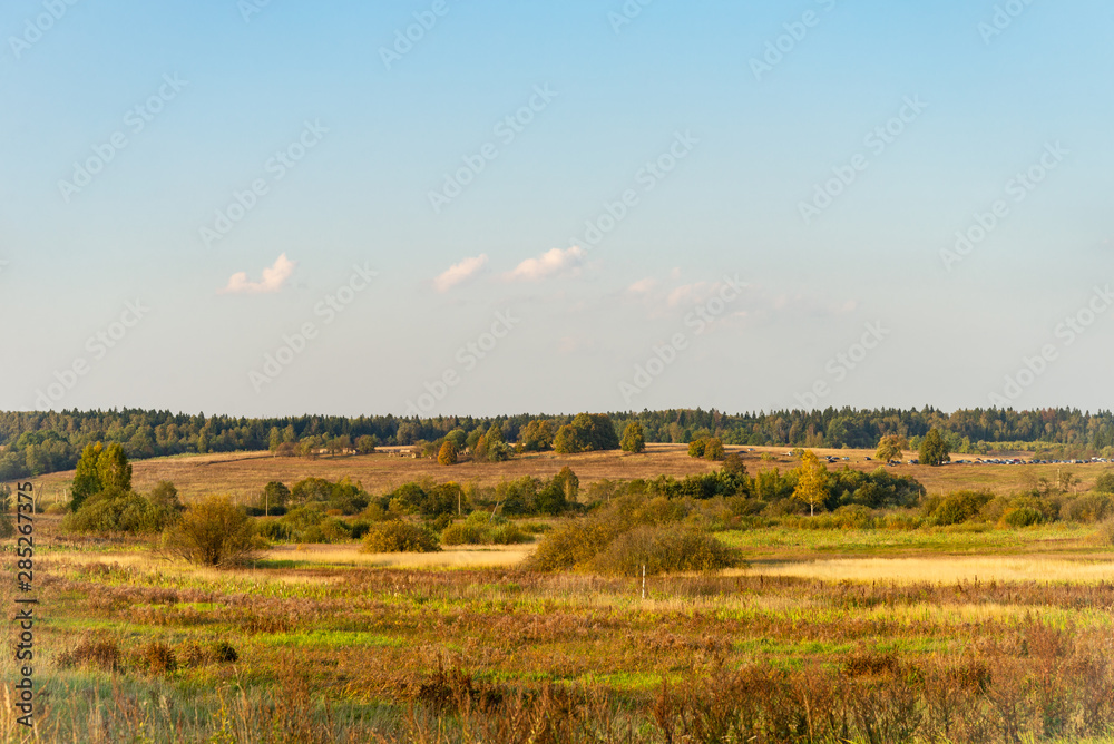 Golden field, clouds and blue sky, forest in the background on an autumn day. Horizontal image.