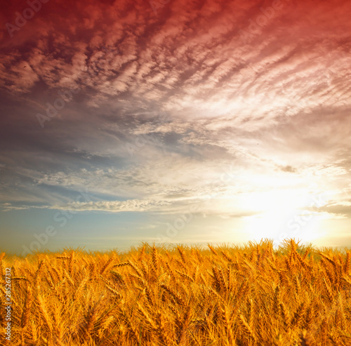 Wheat field against a sunset