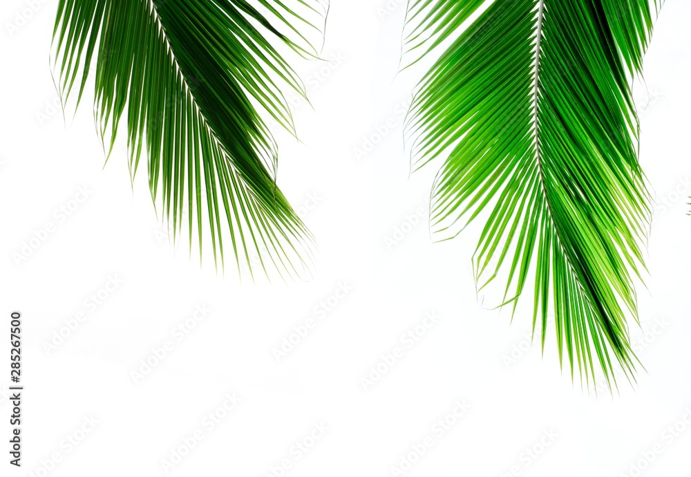 palm coconut leaves on white background