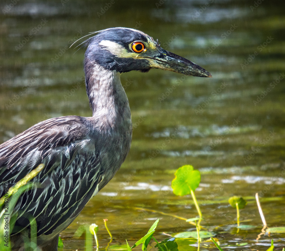 Yellow-crowned night heron closeup by a pond!! Yellow-crowned night heron closeup by a pond!!
