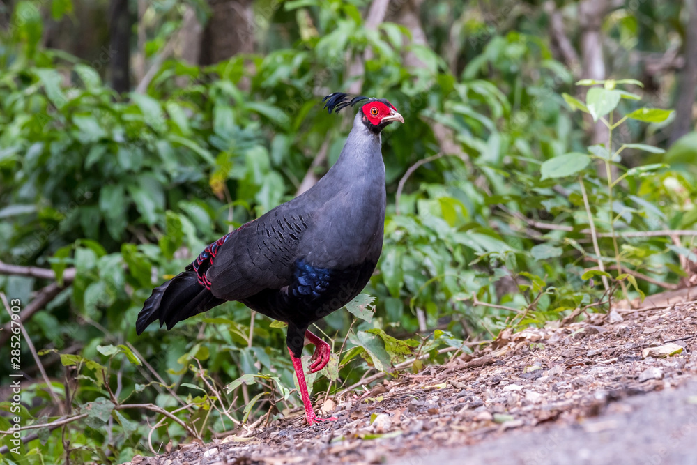 Siamese Fireback (Lophura diardi), Thailand's National Bird Siamese Fireback (Lophura diardi), Thailand's National Bird
