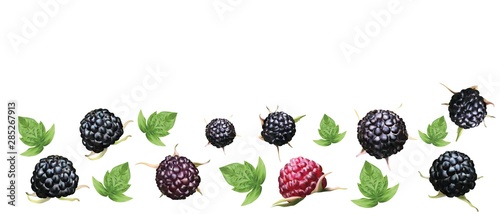 Fresh ripe blackberry with grren leaft isolated on white background. Summer berry closeup. 3D realistic black raspberry with copy space for you text. Banner. Vector illustration.