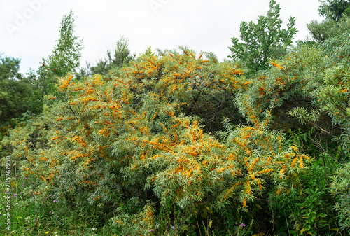 Hippophae on branch with green sheet in garden