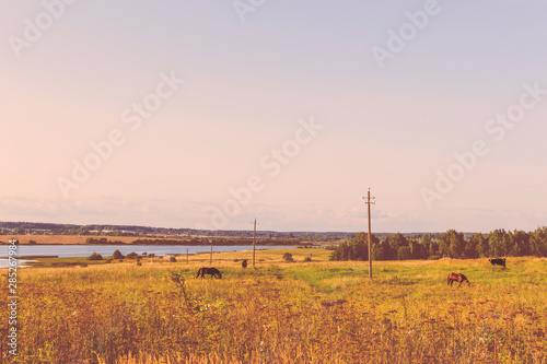 Horses grazing on a pasture by a lake on a sunny autumn day