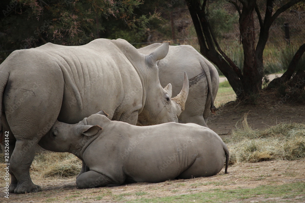 Obraz premium rhinocéros blanc