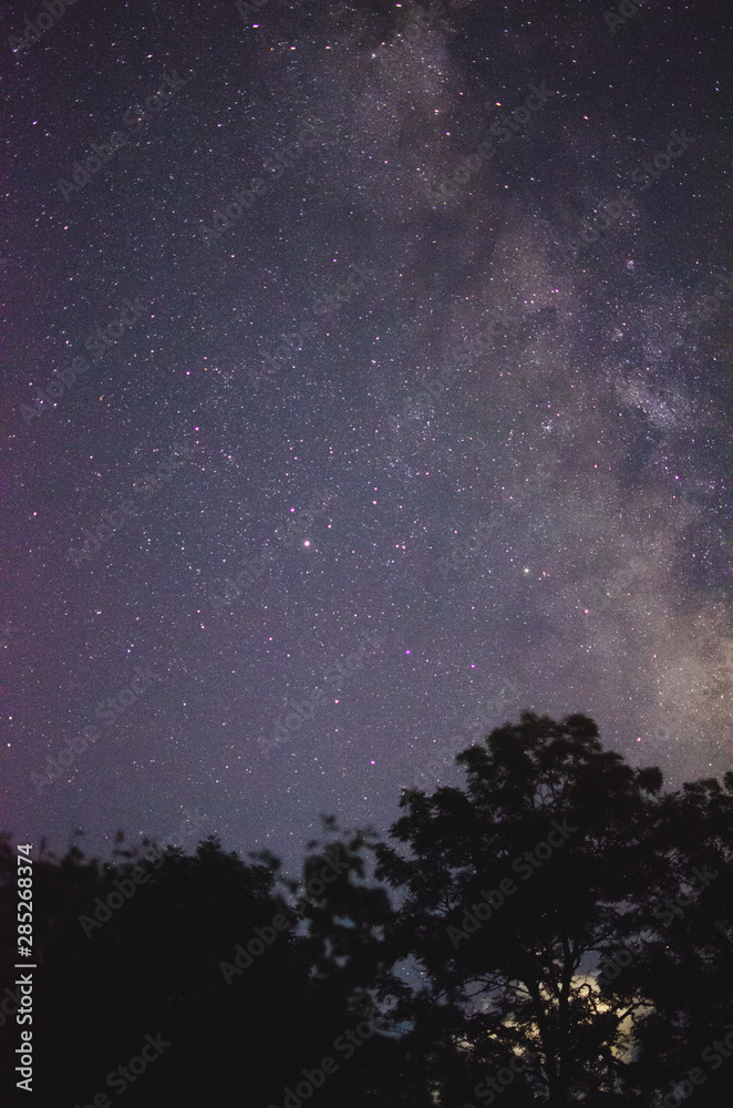 view of the beautiful night sky in the Crimea among the trees