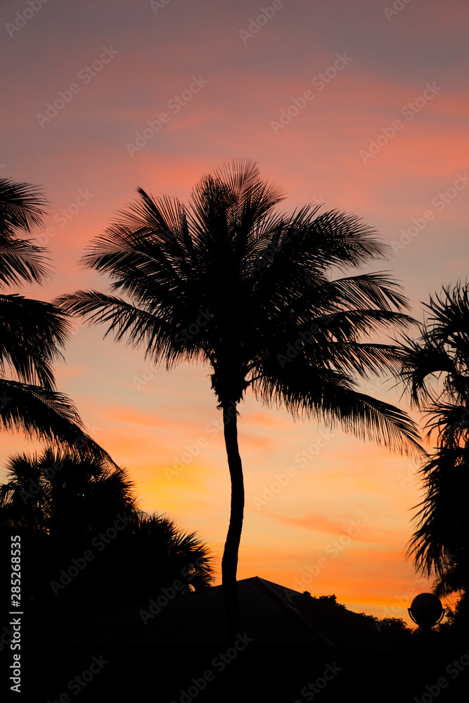 Fotografie Palm Trees at Sunset in Jensen Beach, Florida