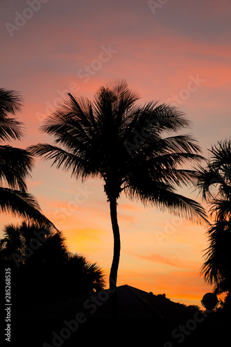 Palm Trees at Sunset in Jensen Beach, Florida