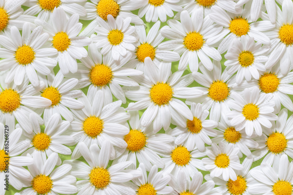 Carpet of flowers of beautiful white daisies (Marguerite) for backgrounds.