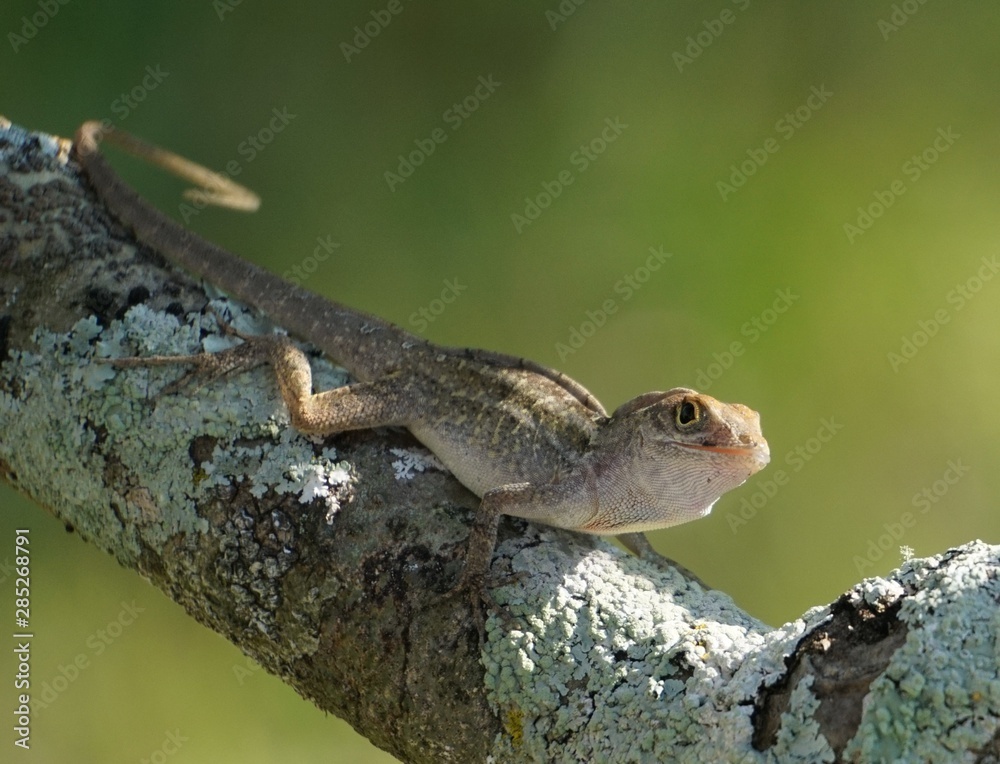 Brown Anole Lizard (Anolis sagrei) on tree branch