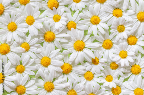 Carpet of flowers of beautiful white daisies  Marguerite  for backgrounds.