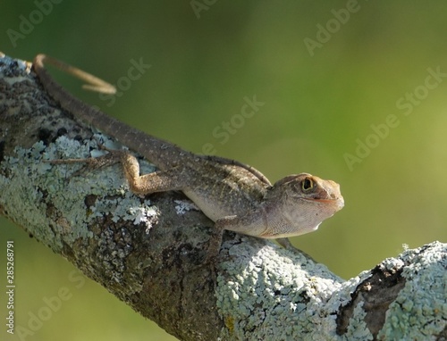 Brown Anole Lizard  Anolis sagrei  on tree branch