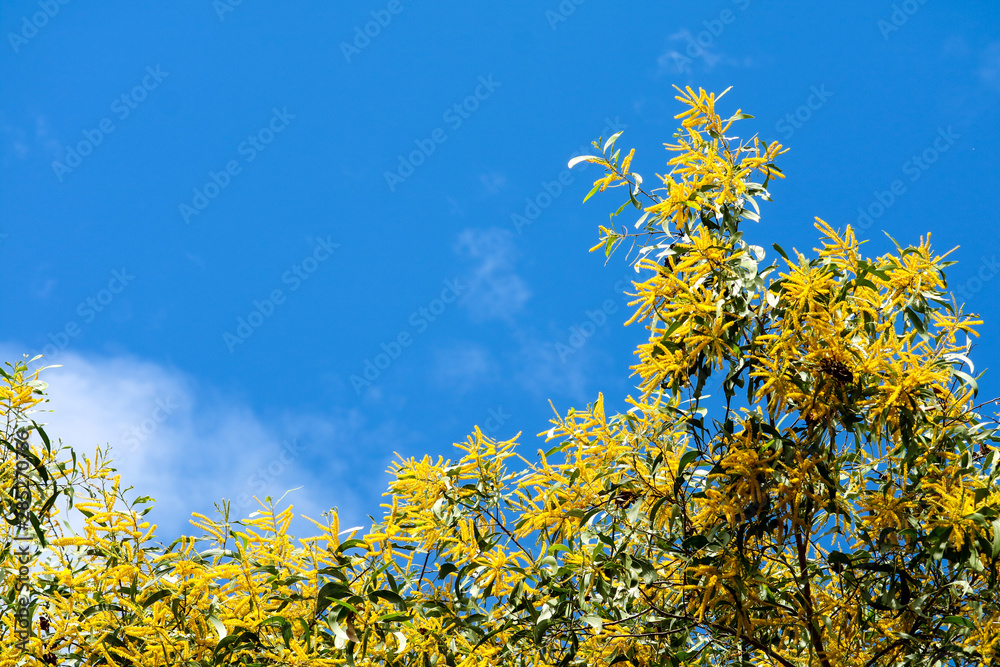 Wattle or Acacia auriculiformis little bouquet flower full blooming in the garden Wattle or Acacia auriculiformis little bouquet flower full blooming in the garden