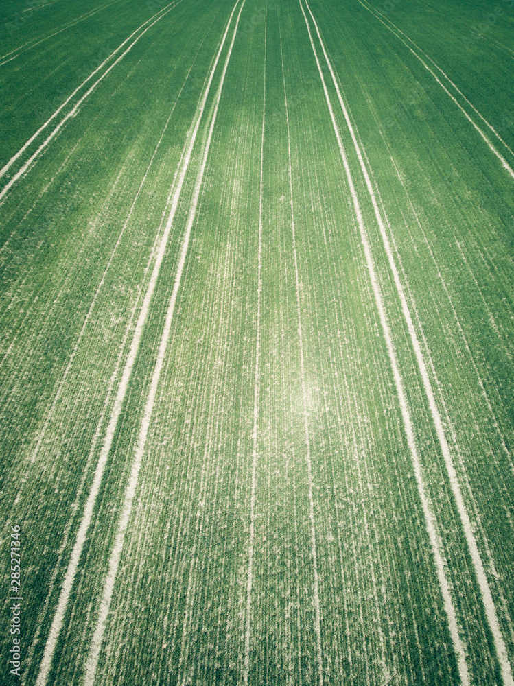 Green country field with row lines, top view, aerial photo