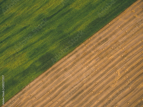Potatoes and wheat in a field.