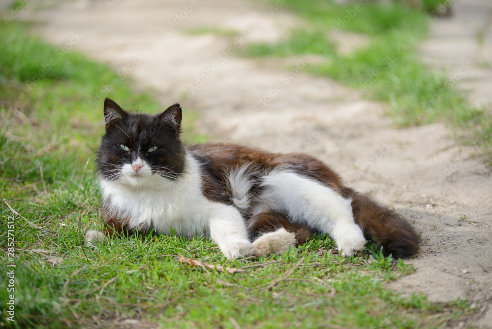 Black and white cat fluffy cat resting on the grass in the garden Black and white cat fluffy cat resting on the grass in the garden