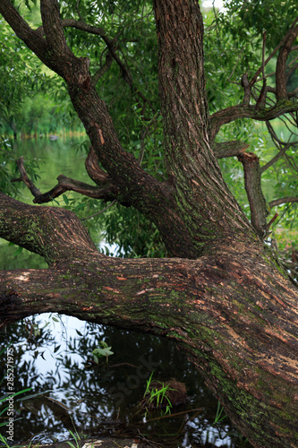 Old Osier Near River