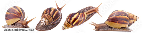 Giant African land snail (Achatina fulica) isolated on a white background photo