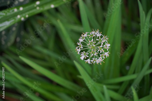 White small flowers of bulb plants photo