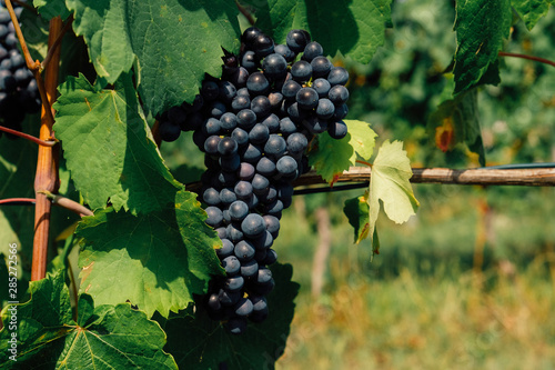 Douce noir grapes growing in italian vineyards. Beautiful blue grape cluster, close up. Copy space