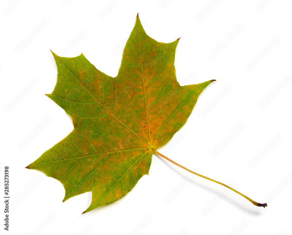autumn natural maple leaf green yellow isolated on white background autumn natural maple leaf green yellow isolated on white background