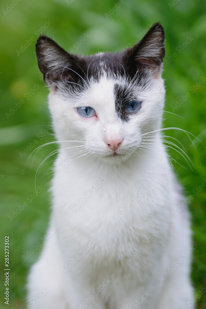 Portrait of a blue-eyed black and white cat Portrait of a blue-eyed black and white cat