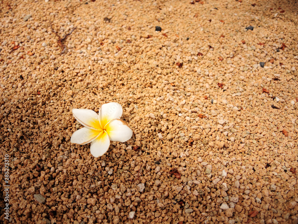 Frangipani flower from Mauritius in a sand. With copy space. Frangipani flower from Mauritius in a sand. With copy space.