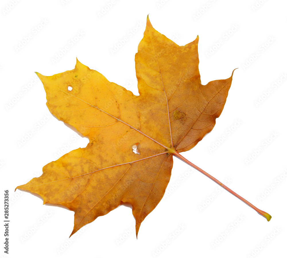 Obraz premium autumn natural maple leaf isolated on white background