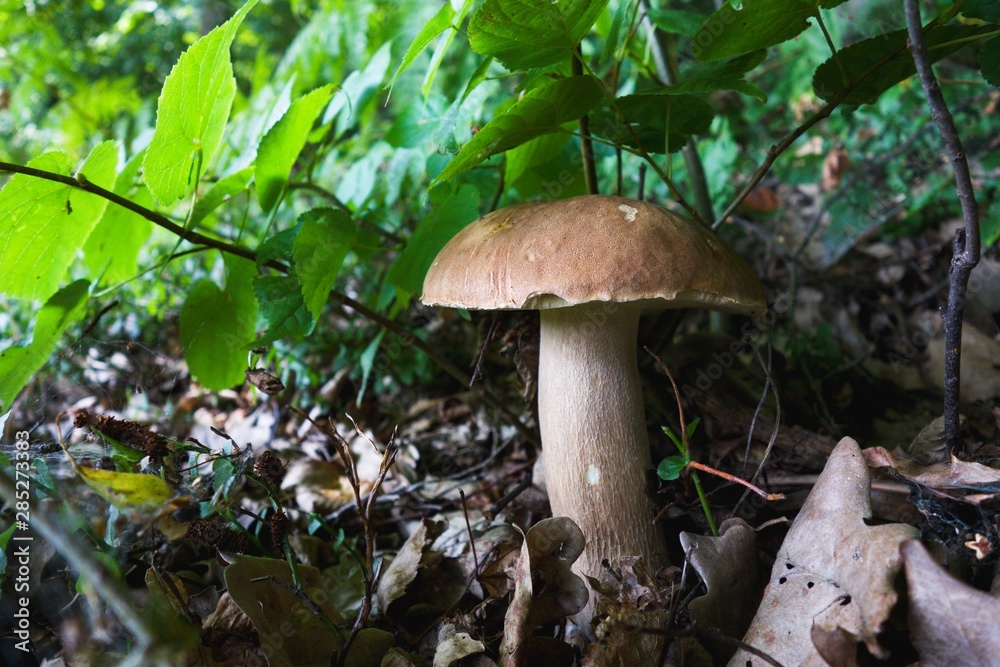 Beautiful Boletus edulis grows in forest. Beskydy, Czech republic. Beautiful Boletus edulis grows in forest. Beskydy, Czech republic.
