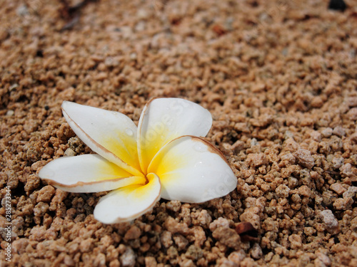Frangipani flower from Mauritius in a sand. Detailed closeup photograph.
