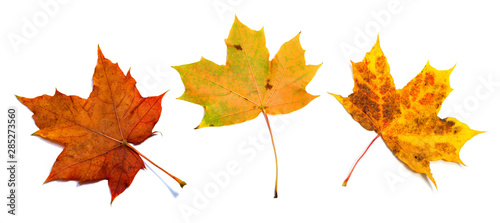 set of three beautiful autumn maple leaves isolated on white background