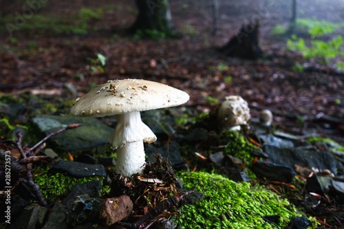 Poisonous toadstool mushrooms in dark forest