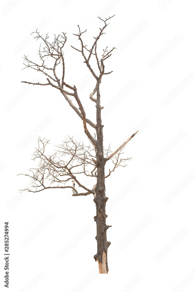Fototapeta premium Dead tree in the white background