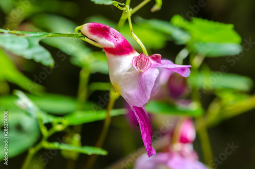 Parrot Flower, Impatiens psittacina, A flower looklike a parrot bird ,Chiang Dao Wildlife Sanctuary, Chiang Mai, Thailand photo