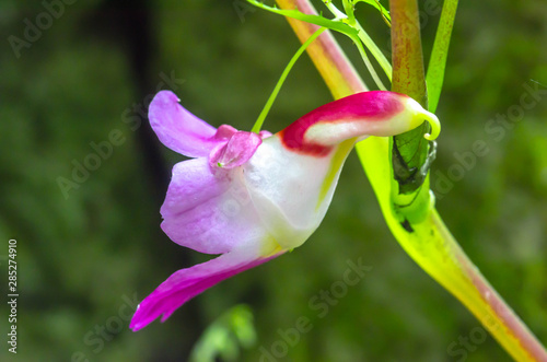 Parrot Flower, Impatiens psittacina, A flower looklike a parrot bird ,Chiang Dao Wildlife Sanctuary, Chiang Mai, Thailand