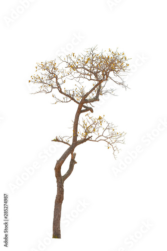 Tree with yellow leaves isolated from white background