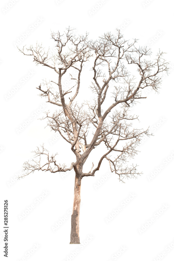 Dead tree on the white background