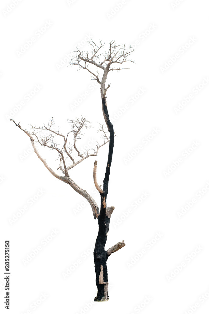Fototapeta premium Dead tree on the white background